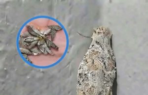 หมั่นตรวจดูผนังบ้านเป็นประจำ ระวังแมลงชนิดนี้ก่อนจะสายเกินไป…