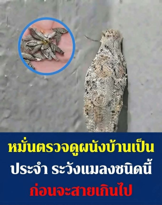 หมั่นตรวจดูผนังบ้านเป็นประจำ ระวังแมลงชนิดนี้ก่อนจะสายเกินไป…