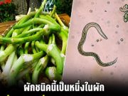 หนึ่งในผักที่สกปรกที่สุด เต็มไปด้วยพยาธิ แต่ผู้คนนับล้านยังคงกินสดอยู่ทุกวัน