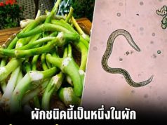 หนึ่งในผักที่สกปรกที่สุด เต็มไปด้วยพยาธิ แต่ผู้คนนับล้านยังคงกินสดอยู่ทุกวัน