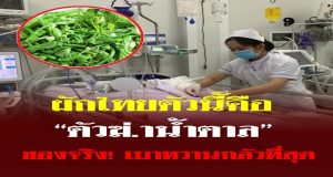 ผักไทยตัวนี้คือ “ตัวฆ่.าน้ำตาล” ของจริง! เบาหวานกลัวที่สุด นักวิจัยญี่ปุ่นยกย่องสรรพคุณ