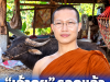 รอดแล้ว เจ้าดุย พ่อพันธุ์ควายขวิดเจ้าของดับ พระครูดังขอชีวิต