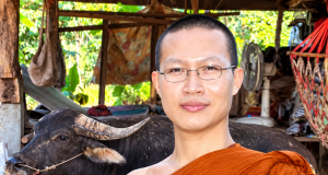 รอดแล้ว เจ้าดุย พ่อพันธุ์ควายขวิดเจ้าของดับ พระครูดังขอชีวิต